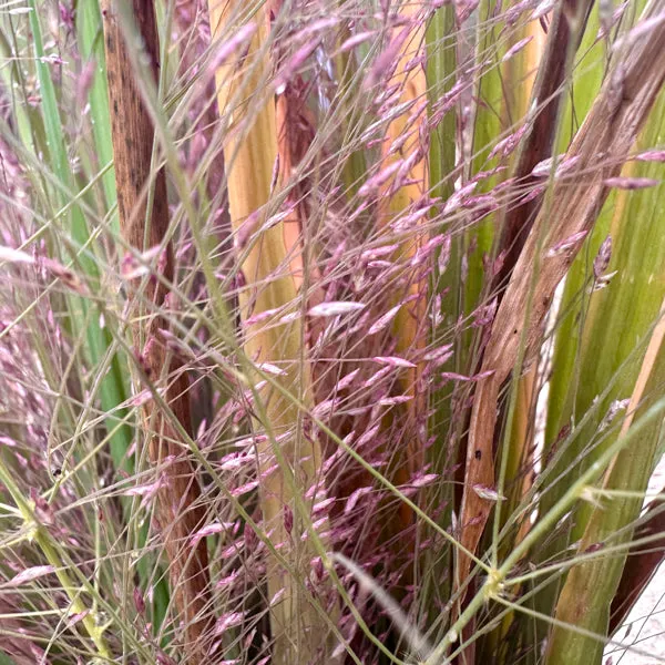 Eragrostis 'Spectabilis'