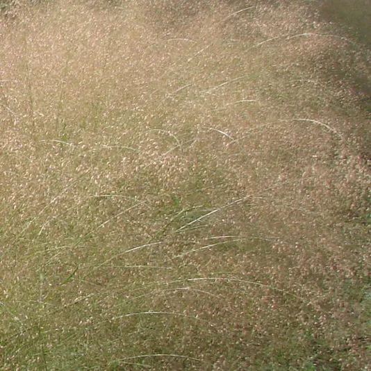 Eragrostis Trichodes