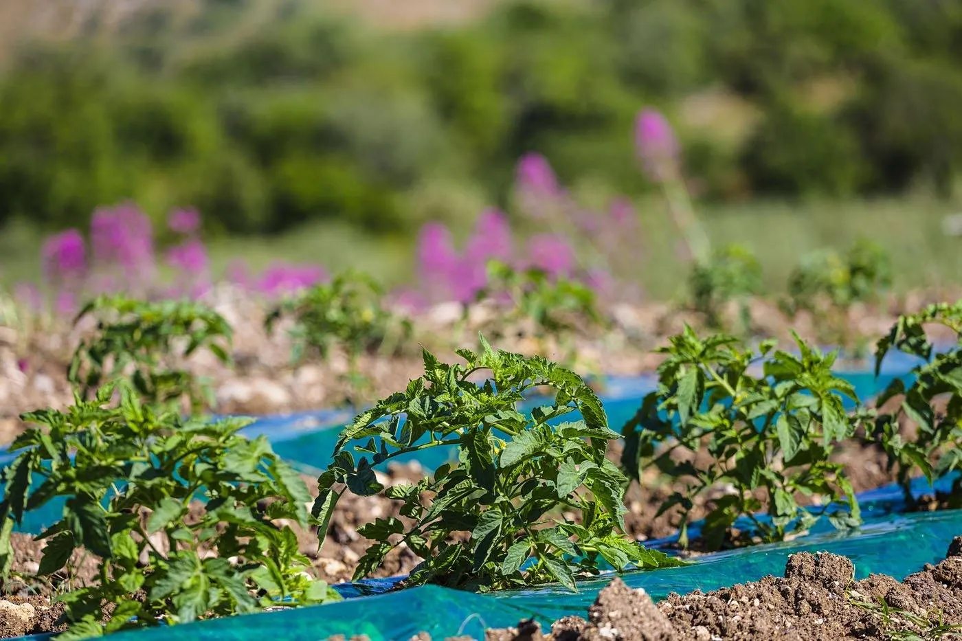 Salsa Biologica pronta di pomodoro ciliegino alla Mediterranea, 330 grammi